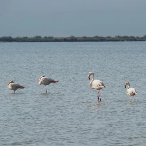 キャンプ場 Parc Des 7 Fonts *